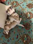 Трехцветная кошечка и рыжие котики