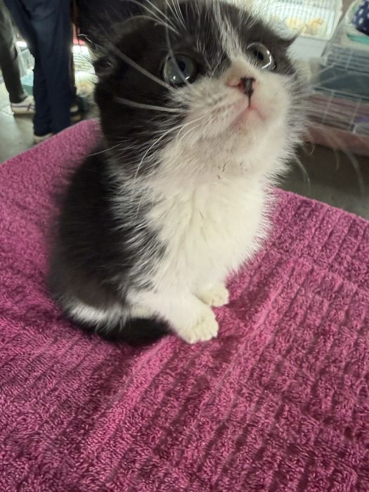 Скотиш фолд