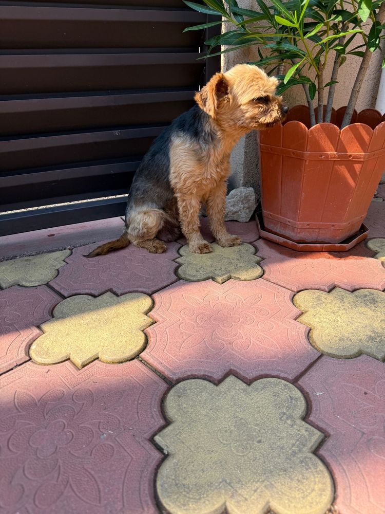 Donez yorkshire terrier femela !!