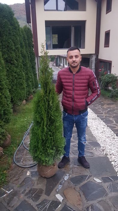 Tuia smarald 1.50m 1.70m aclimatizata calitate extra