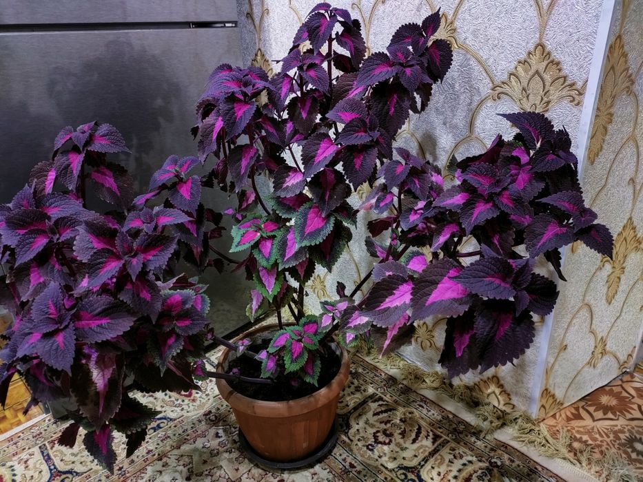 Колеусы. доставка