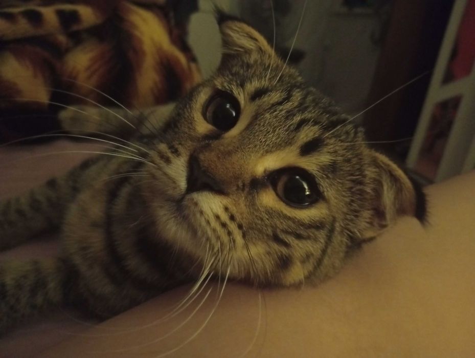 Отдам даром кошку