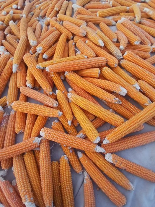 Amerikancha Popcorn doni