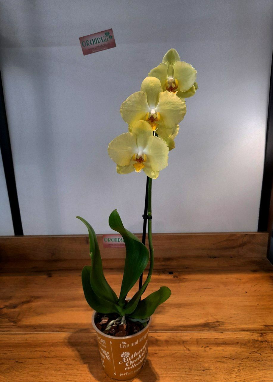 Орхидеи от 150000сум