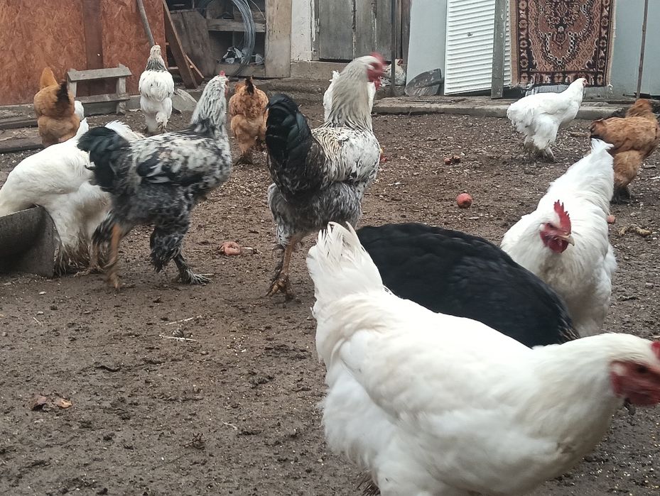 Vând cocoși Brahma