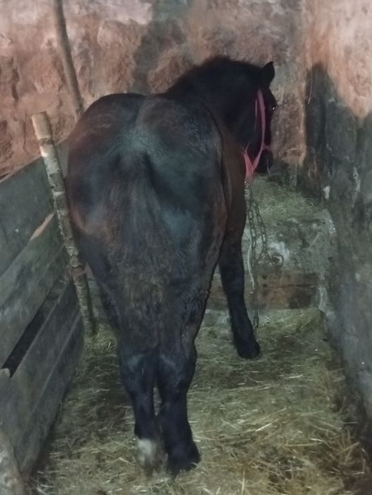 Mânz de 4 luni de vanzare