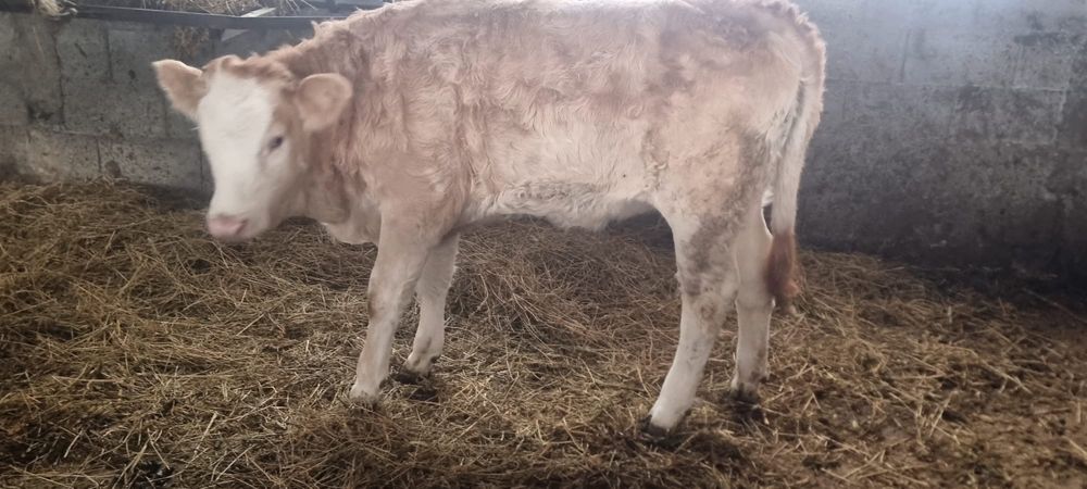 Vand Vitei crescut sau taiat