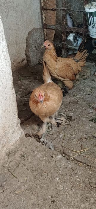 Cocos și gaini pitice