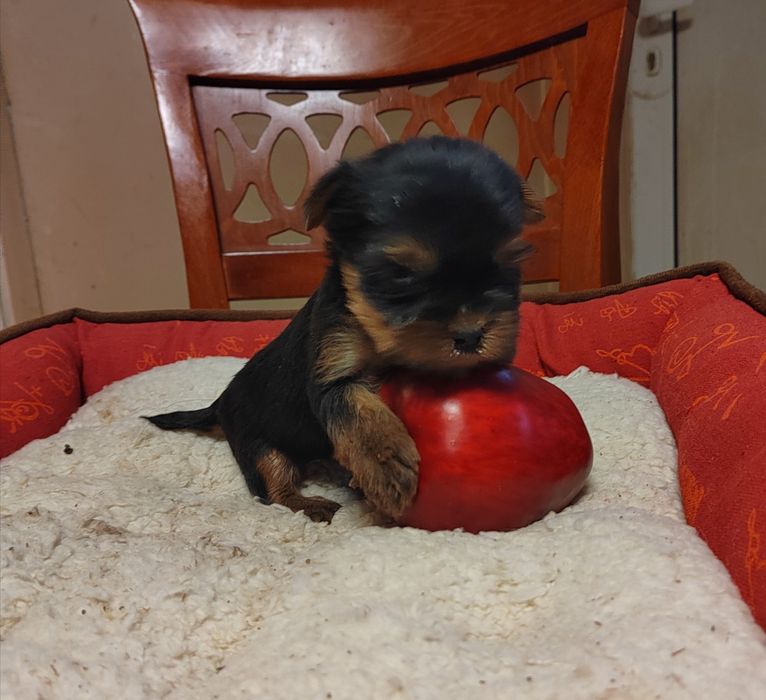 Йорки мини, йоркширски териер