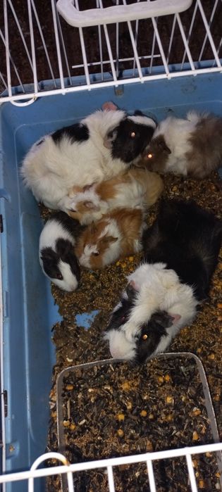 Porcușori de guinea