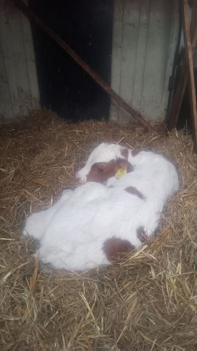 Vind tauras bălțat