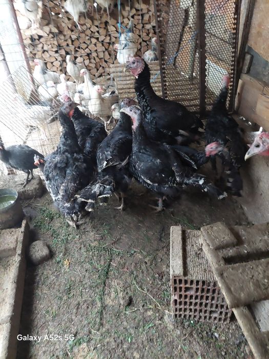 Curcani de vanzare  10 9 kg crescuți bio romnesti