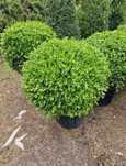 Vând buxus de calitate superioara