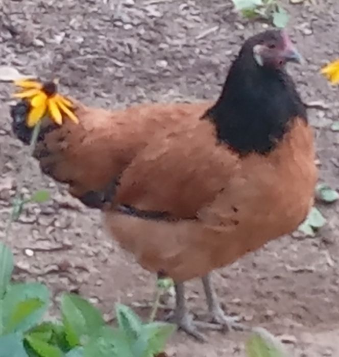 Xoroz va tovuqlar sotiladi.