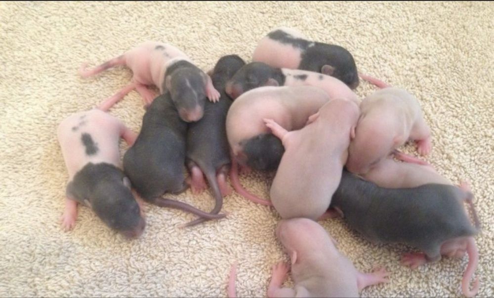 Отдам крыски Дамбо в хорошие руки