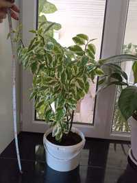 Продам комнатное растение долларовое дерево педилангус