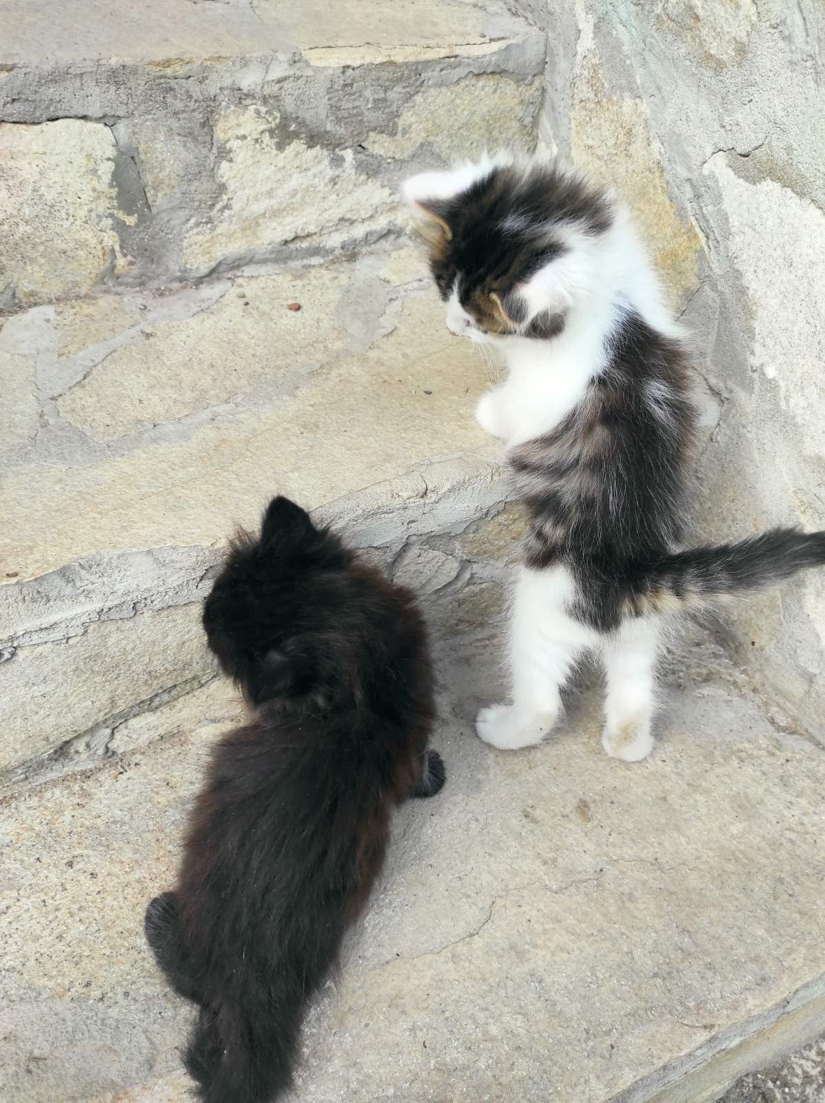 Двумесечни сладки котета