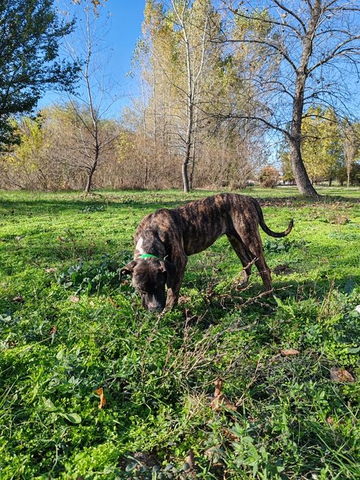 Дого аржентино/преса канарио