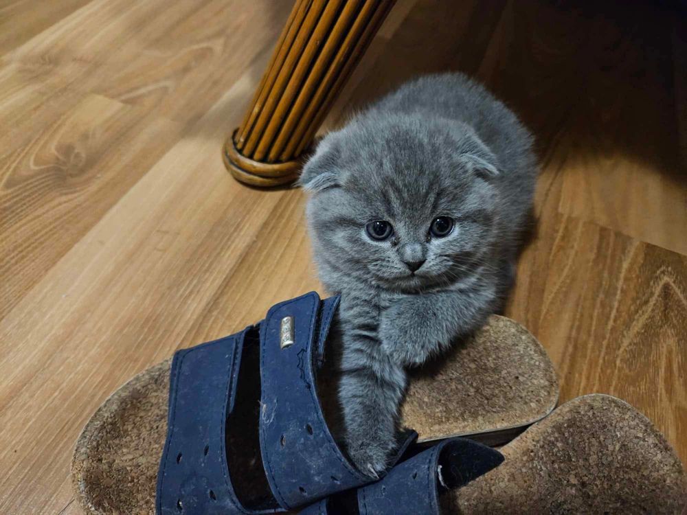 Британкса късокосместа