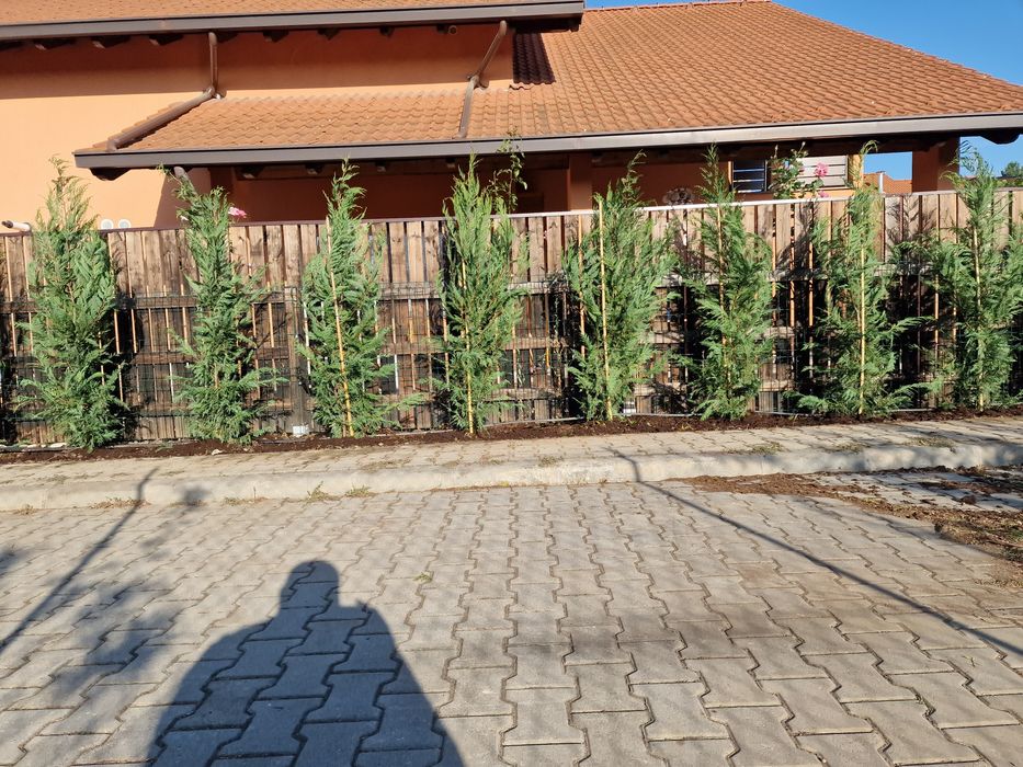 Plante ornamentale de  orice fel de specie