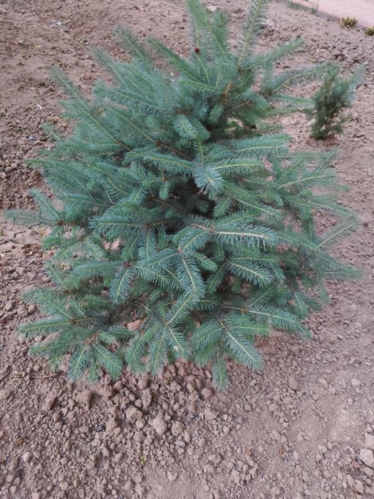 Арчалар Голубой Ел Италиянский срочно сотилади