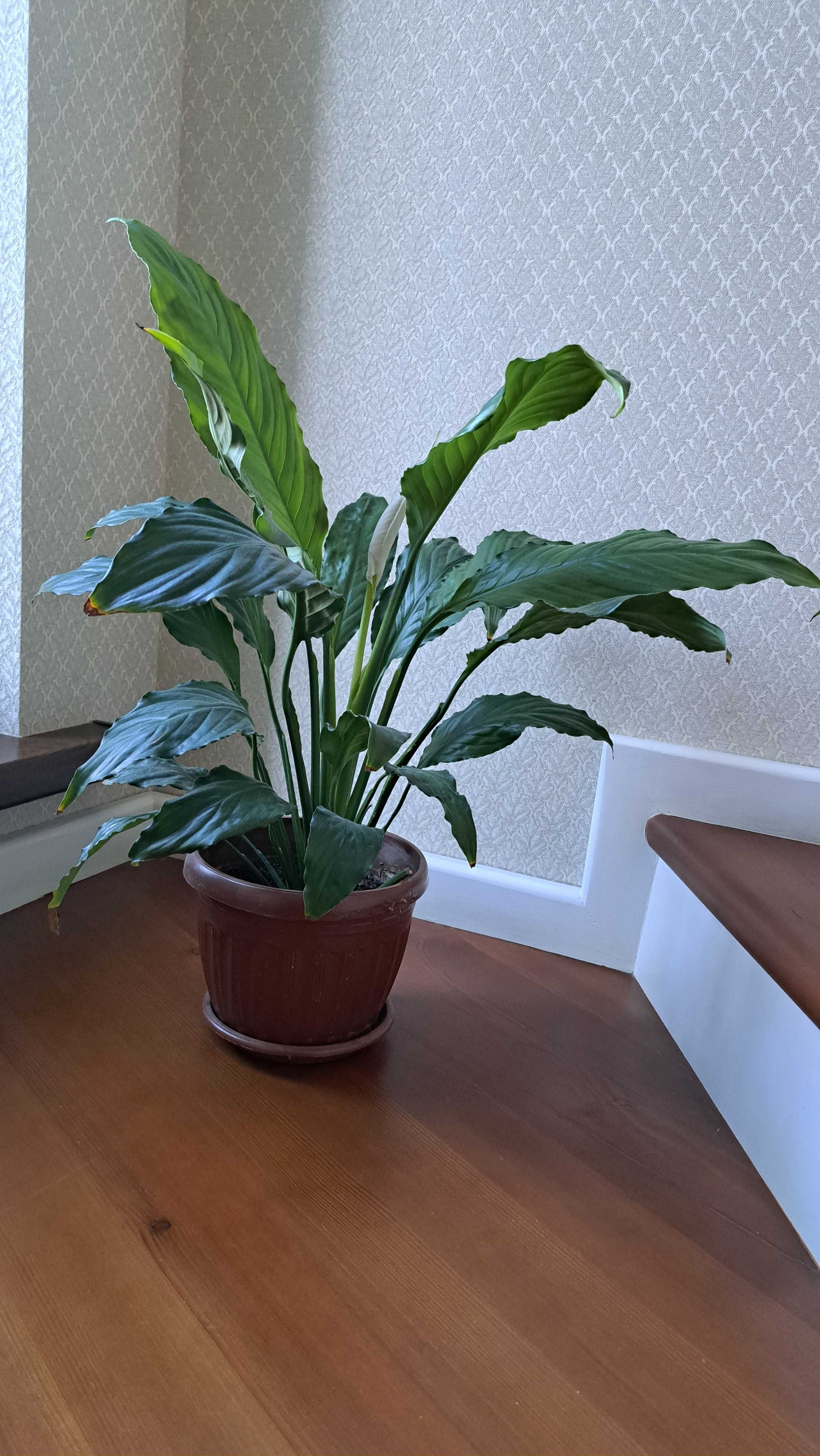 Cпатифиллум (Spathiphyllum) – «цветок женское счастье».