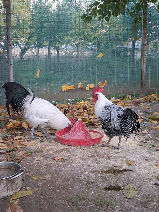 Vând  cocoși de rasă