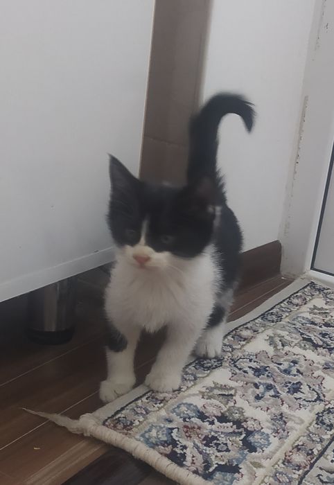Котята (мушукча)