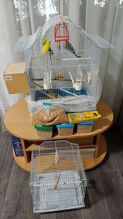 Vând trei peruși,  două colivii,  mâncare si multe altele...