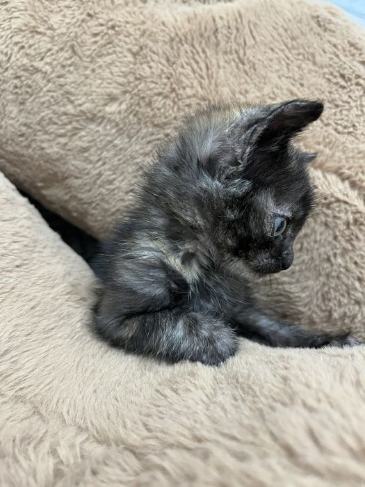 Бесплатно отдам кошку