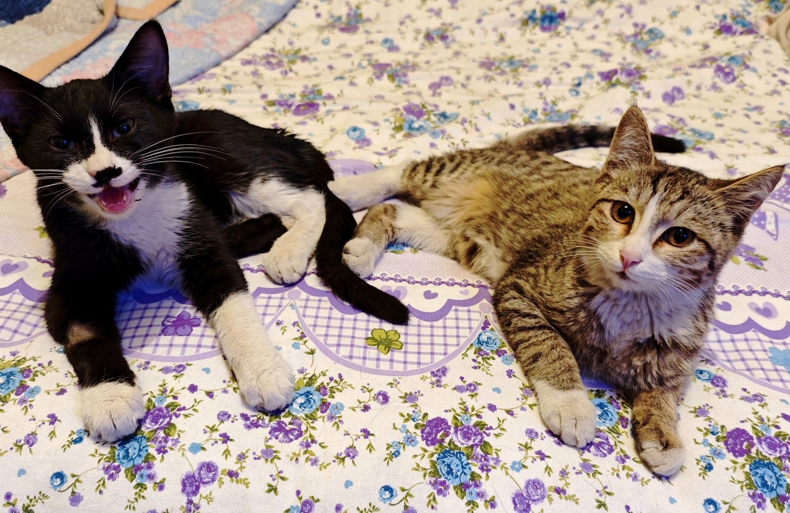 2 Котенка мальчики 4 месяца