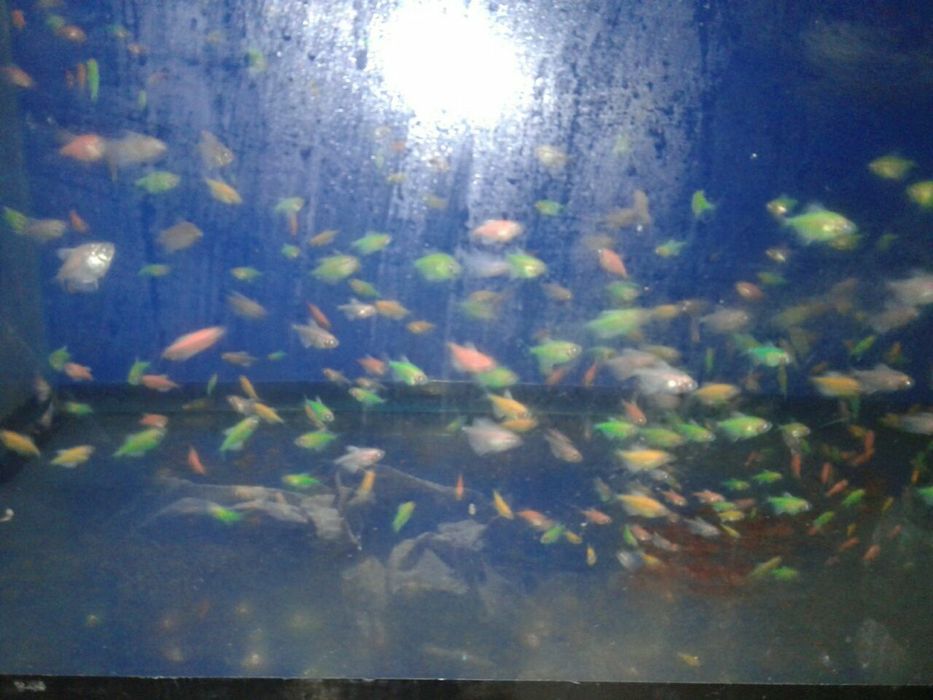 Продам Гло Фиш тернецыя и барбусы