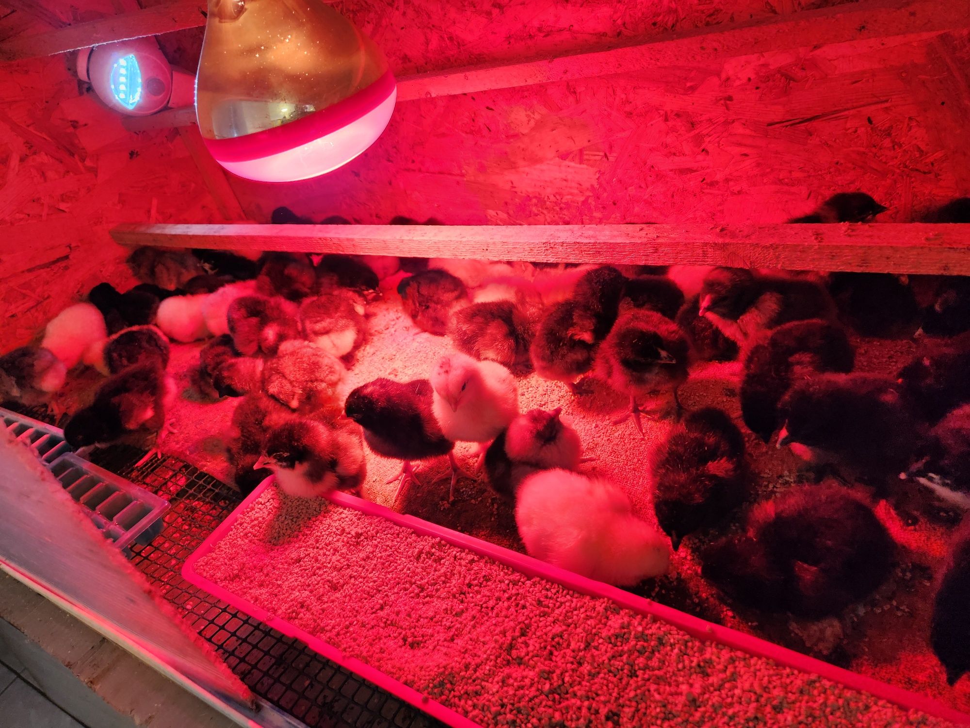 Pui AUSTRALORP dar și alte rase selectate de o săptămână