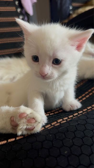 Котят бесплатно в хорошие руки