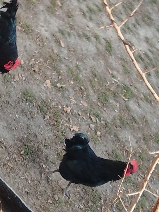 Zoti toza avstralop xo'rozlari sotiladi