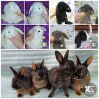 Продаются карликовые декоративные кролики