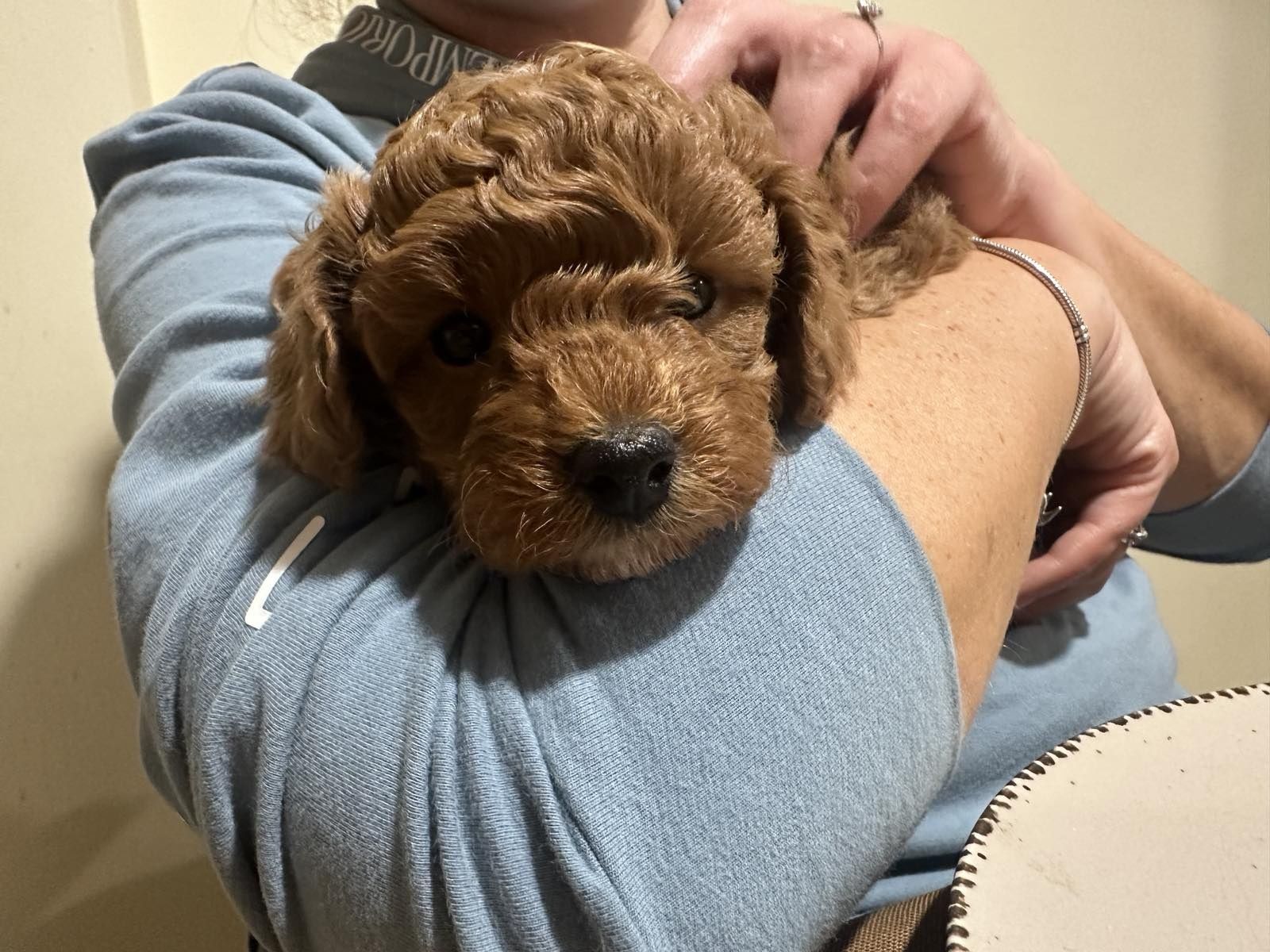 Poodle toy Пудел той
