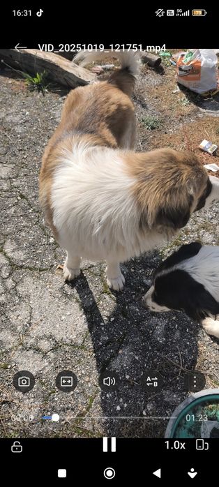 Българско овчарско куче