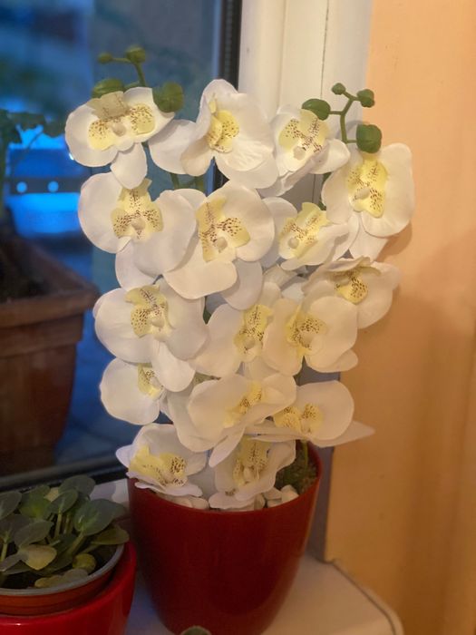 Латексна орхидея