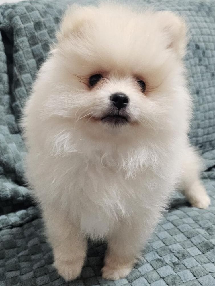 Pomeranian băiat superb de vânzare!