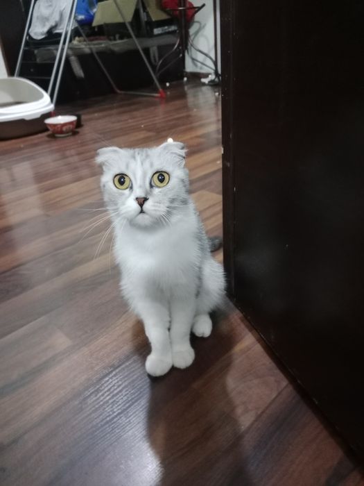 Scottish fold mushuk