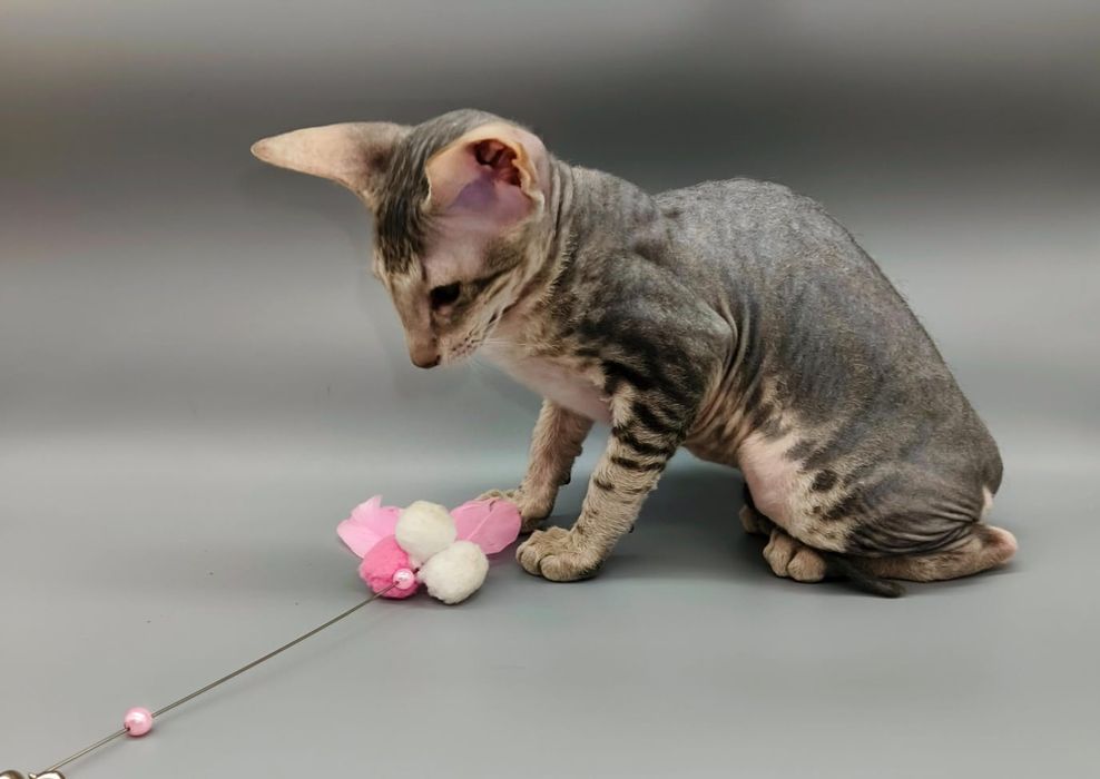 Котята Петерболды