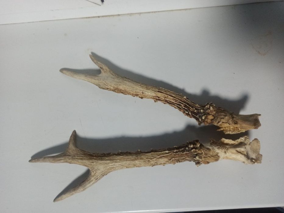 Рог олень kiyik shoxi