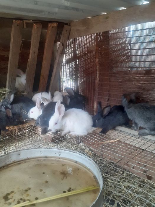 Продам Крольчат по 1 000 тг крольчёнок месячные.