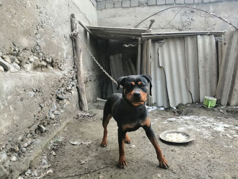 Rotveiler toza qonli 1 yillik 1 million som