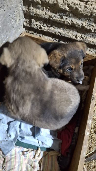 Kuchuklar bor katta boladigan