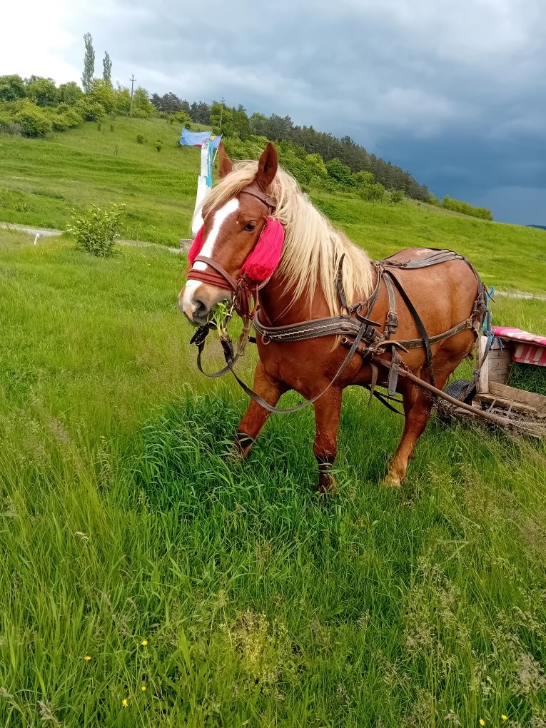 Vând cal cu caruta și ham