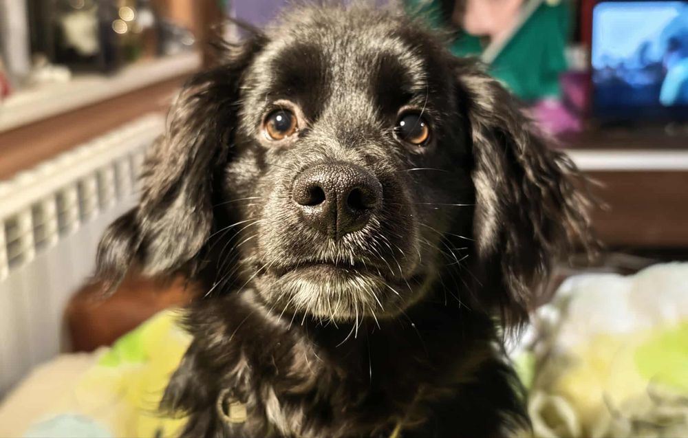 Кокер Шпаньол/ Немски Шпиц