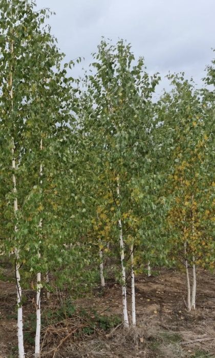 Mesteacan alb_Bettula pendula