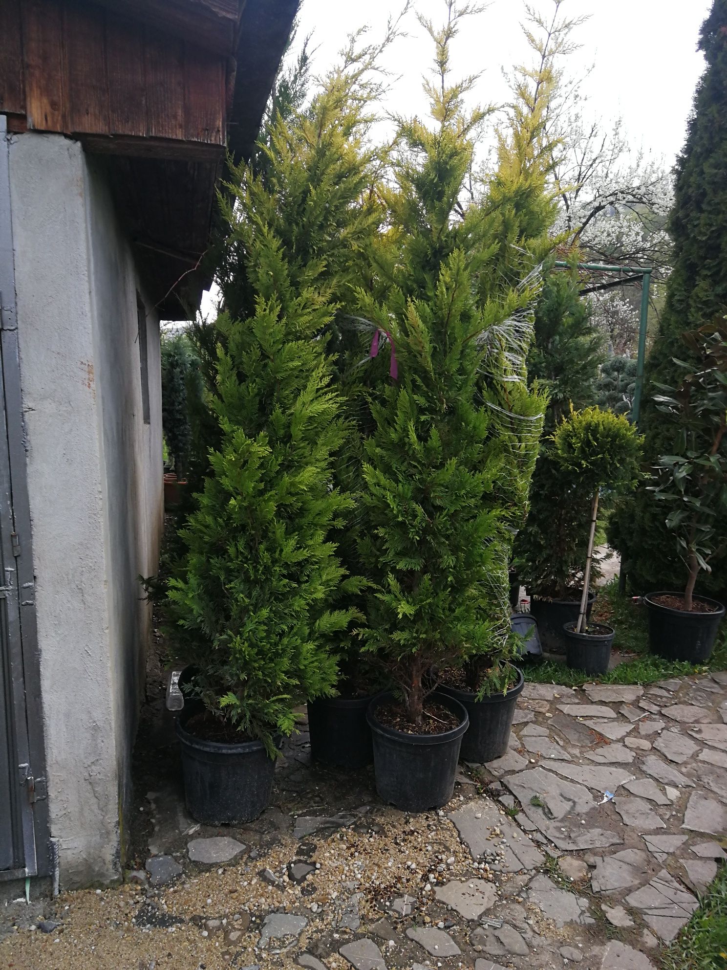 Vand plante ornamentale tuia smaragd